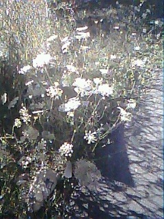 Photo taken with the SNAPX camera