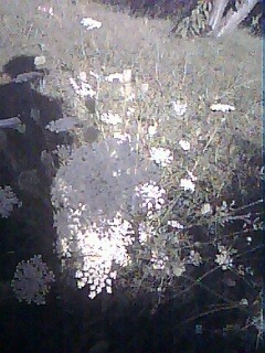 Photo taken with the SNAPX camera