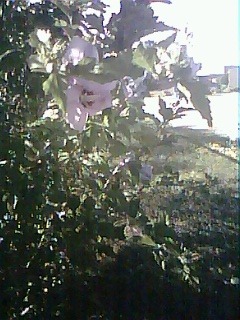 Photo taken with the SNAPX camera